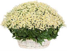 Цветочная композиция из Ромашки в корзине #REPLACE_PRED# Речицы